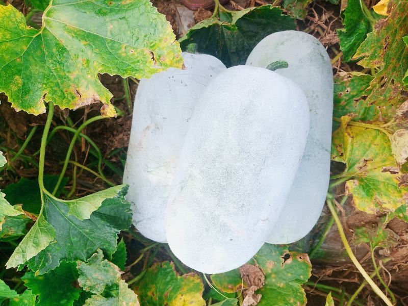 【水果冬瓜】水果东瓜白个头二到三斤，耐运输，欢迎新老客户