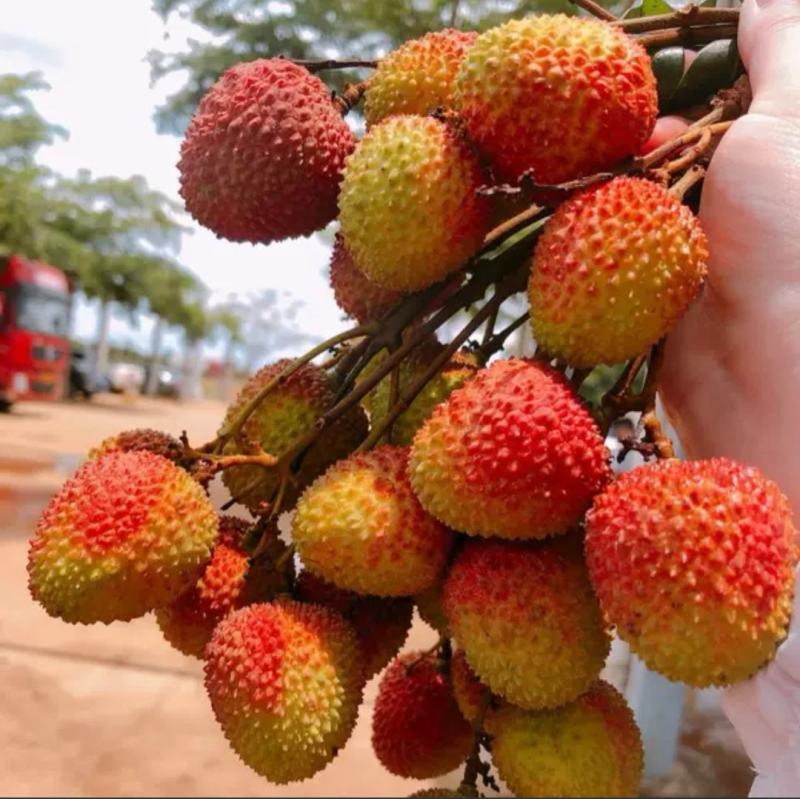 妃子笑