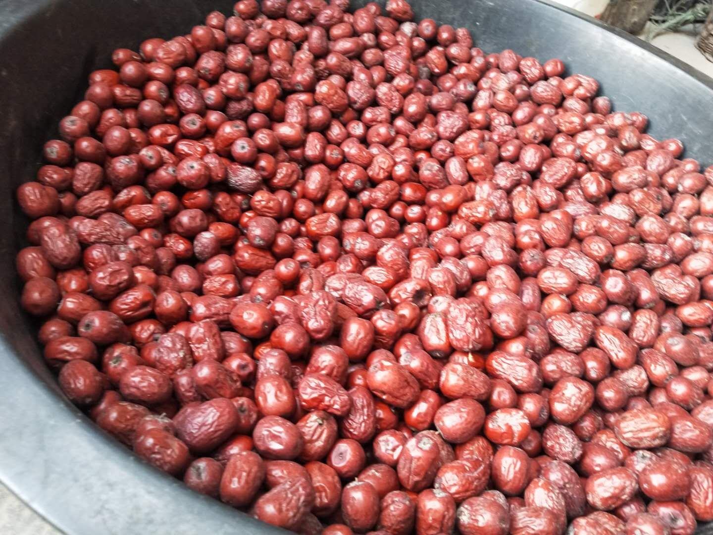 显示冬枣果实感染灰霉病后的典型症状,包括褐变和灰色霉层 冬枣灰霉病果实受害图