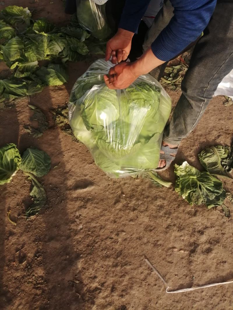 河南开封周口圆甘蓝扁包菜陆续大量上市求合作
