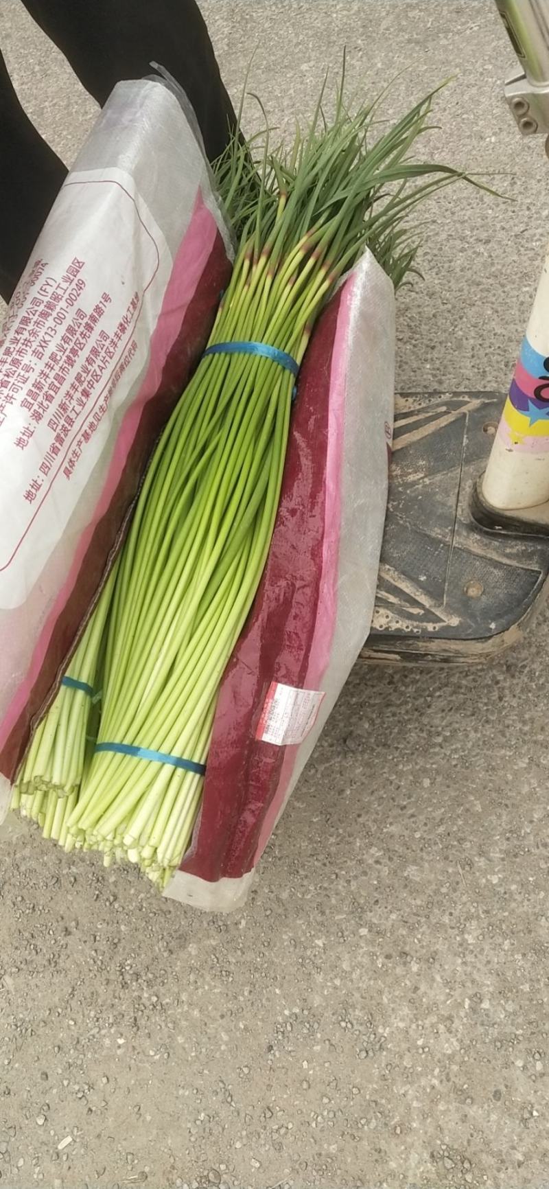 精品蒜薹大量供应，长苔，干苔80公分，产地直供。专业代发