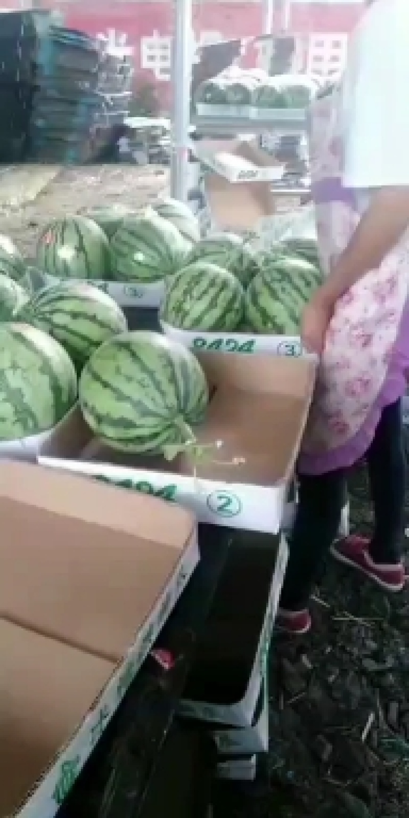 西瓜