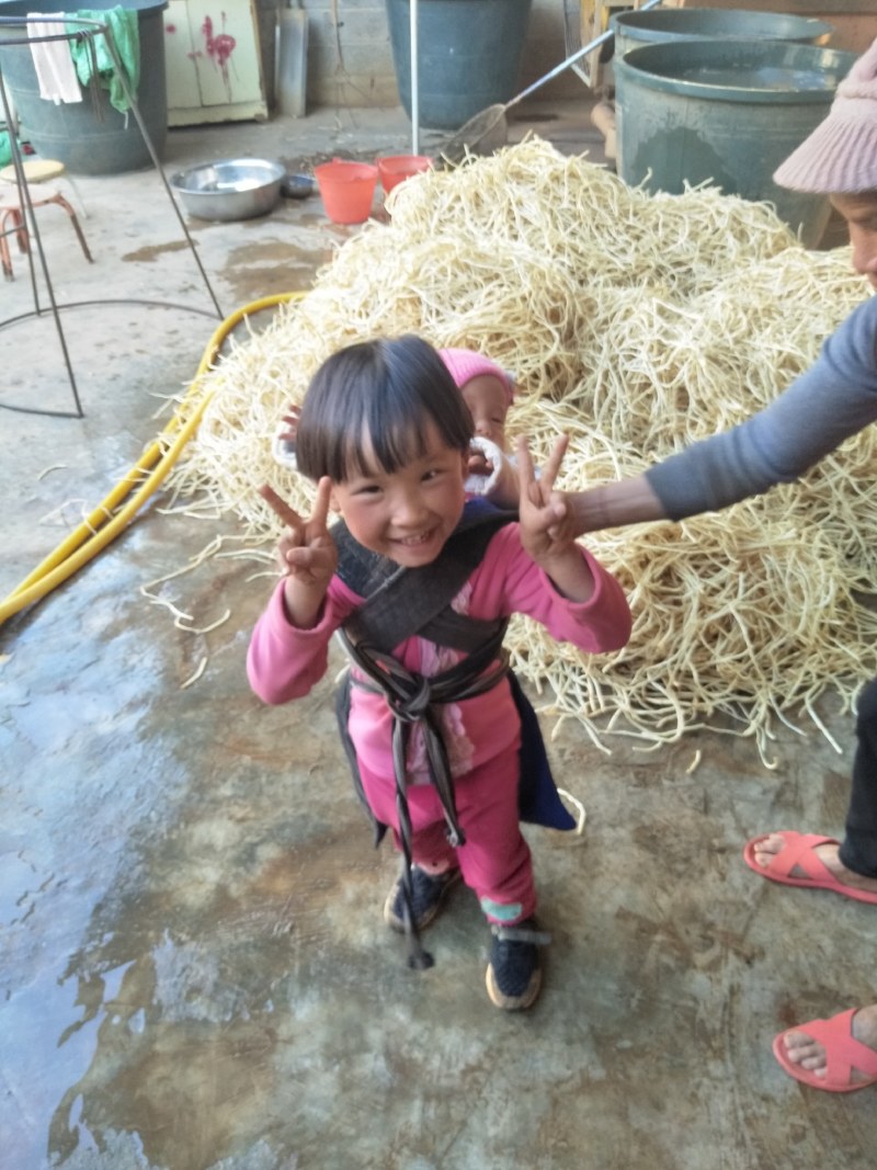 鱼腥草折耳根云南文山产地直发每天发货要求有专车来产地拉