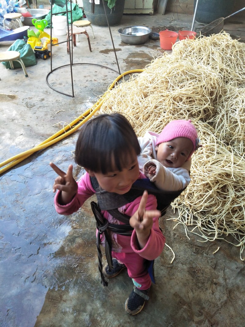 鱼腥草折耳根云南文山产地直发每天发货要求有专车来产地拉
