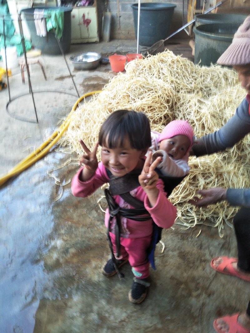鱼腥草折耳根云南文山产地直发每天发货要求有专车来产地拉