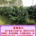 厂家直销九股拉枝网柑橘撑果网沃柑吊果网支持定做各种规格