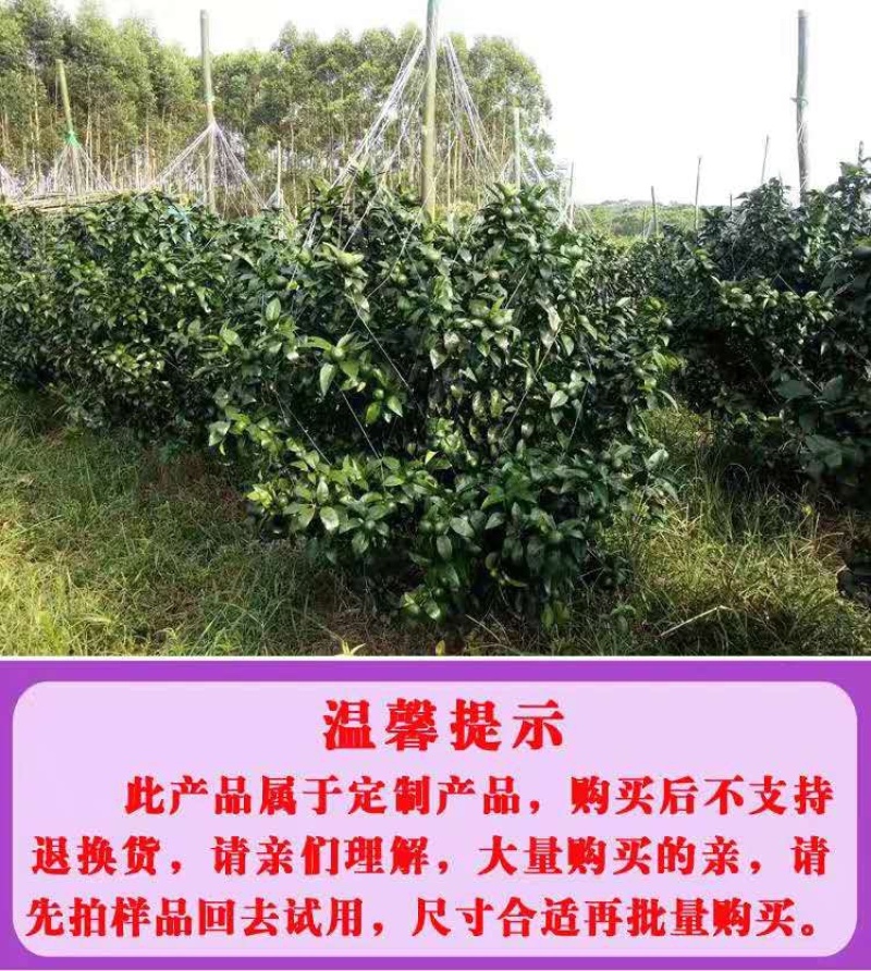 厂家直销九股拉枝网柑橘撑果网沃柑吊果网支持定做各种规格