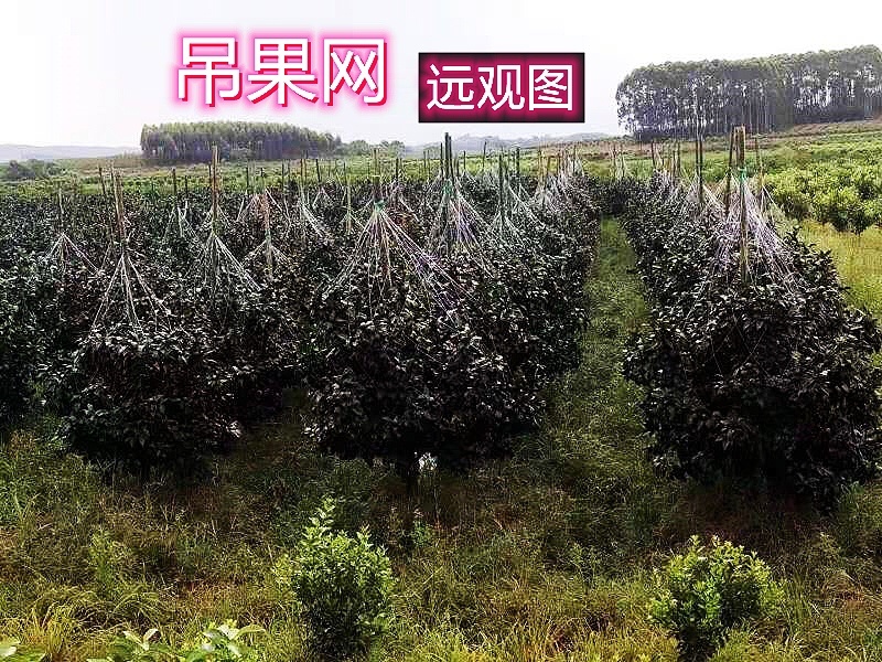 厂家直销九股拉枝网柑橘撑果网沃柑吊果网支持定做各种规格