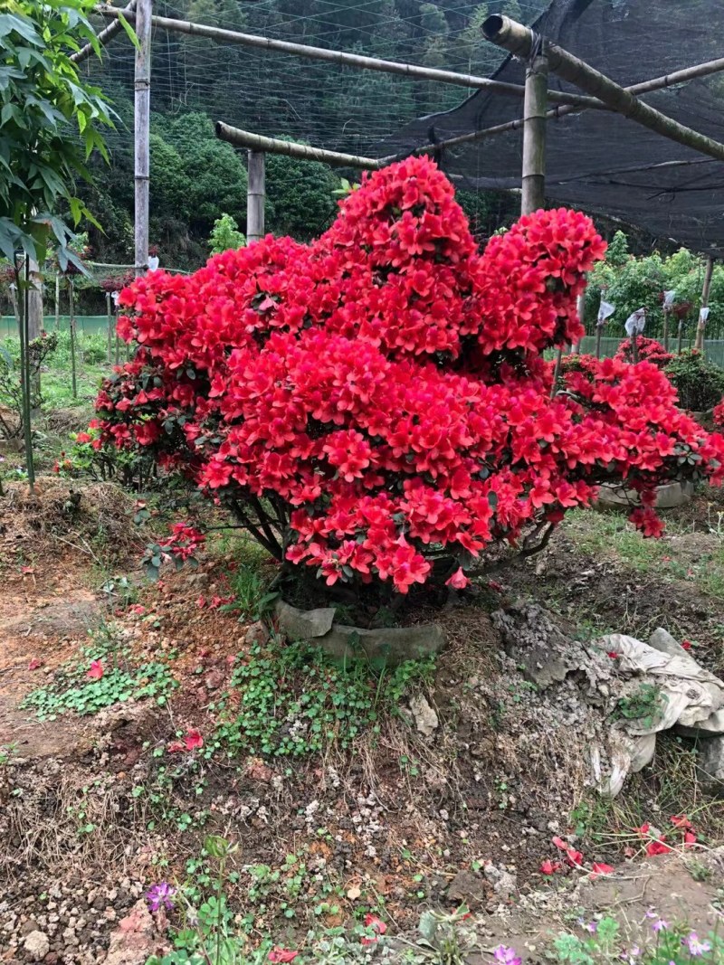 杜鹃袋苗