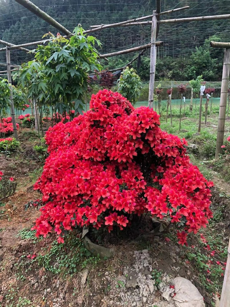 杜鹃袋苗