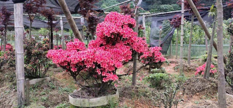 杜鹃袋苗