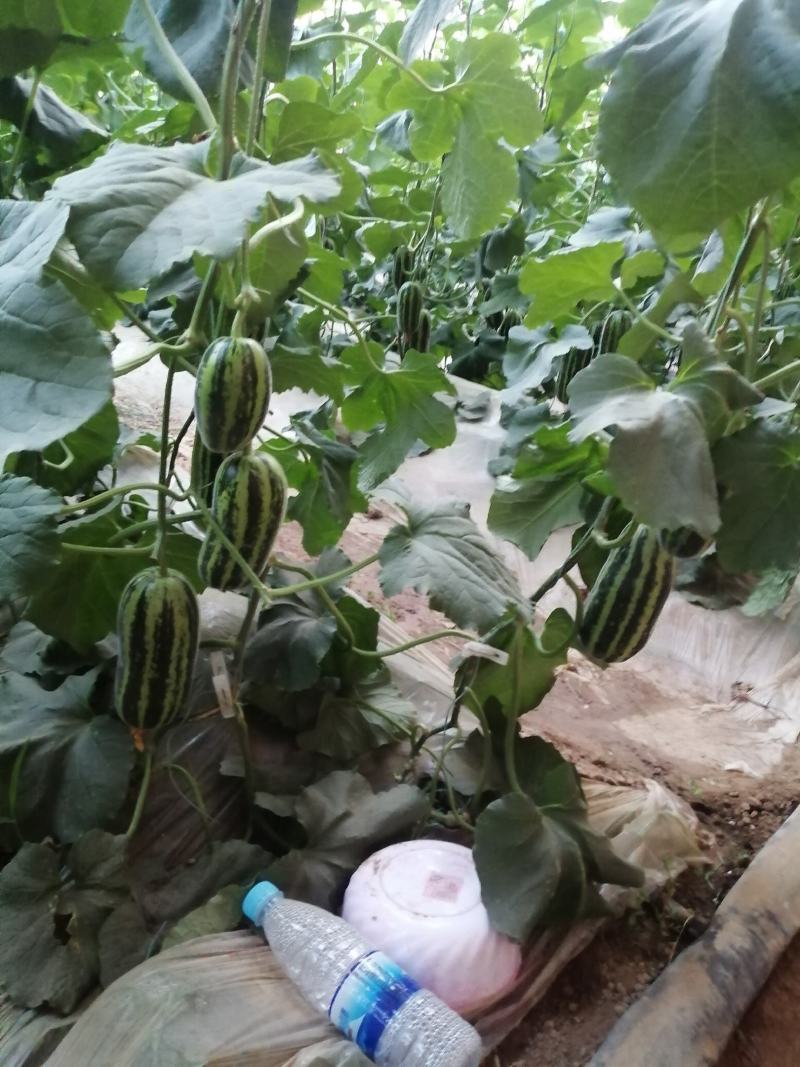 博洋3月30成熟基地加农户直接供货没有中间费用