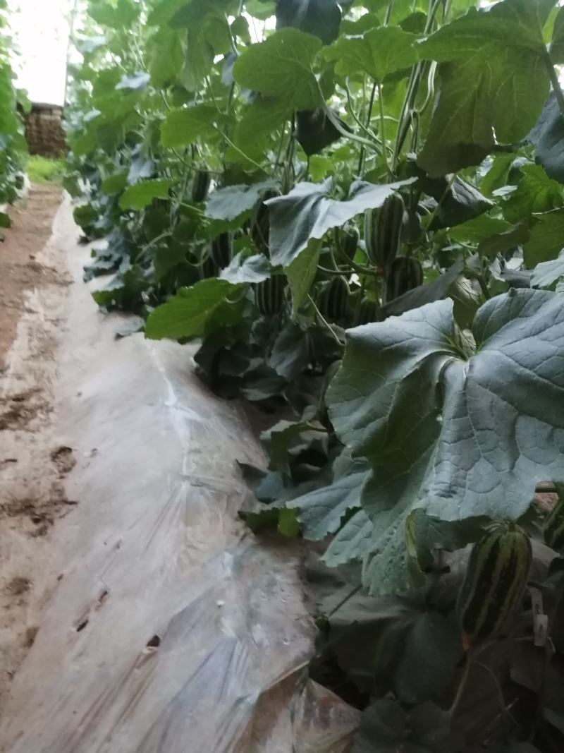 博洋3月30成熟基地加农户直接供货没有中间费用