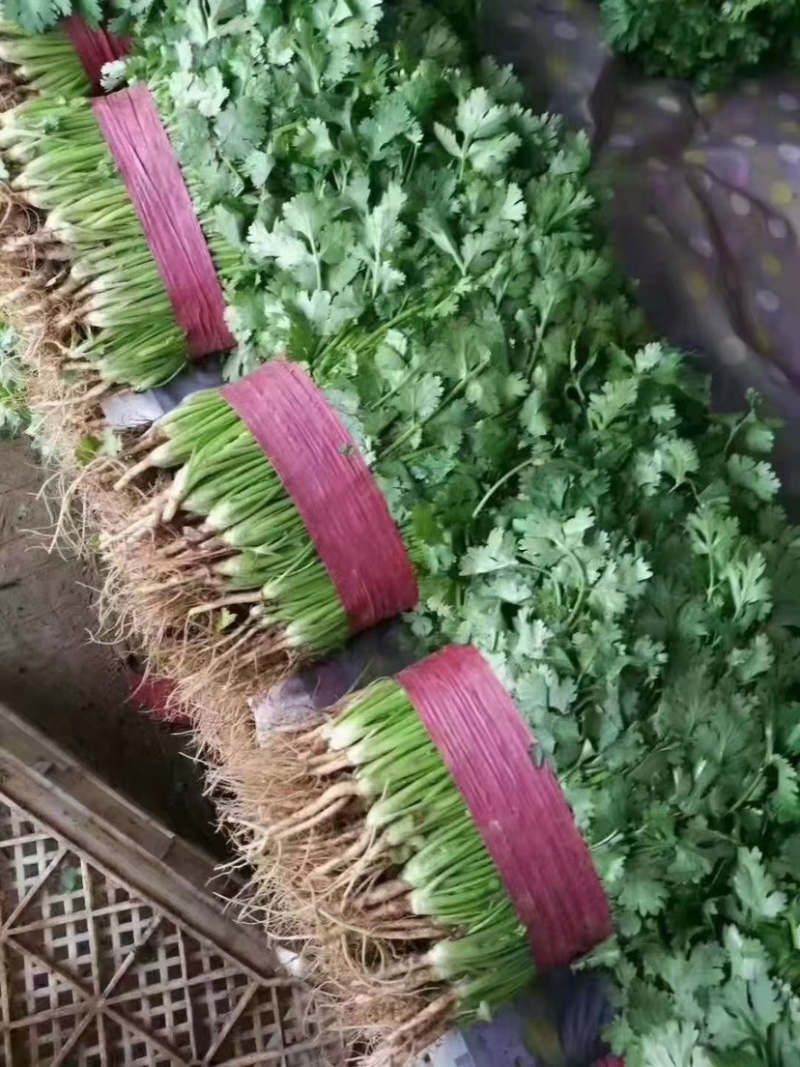 【推荐】精品香菜产地直发大量现货叶面干净可视频看货