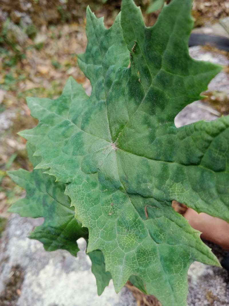 八角莲鲜货，花叶八角莲鲜货，只做鲜货，数量不多