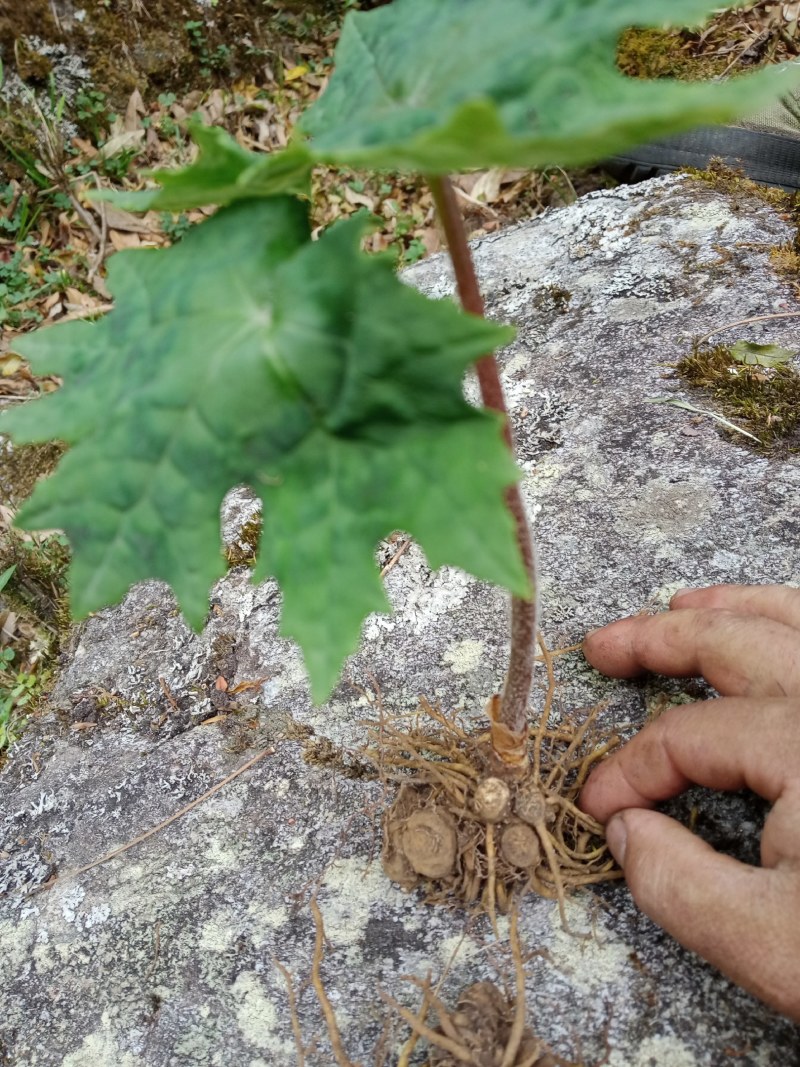 八角莲鲜货，花叶八角莲鲜货，只做鲜货，数量不多