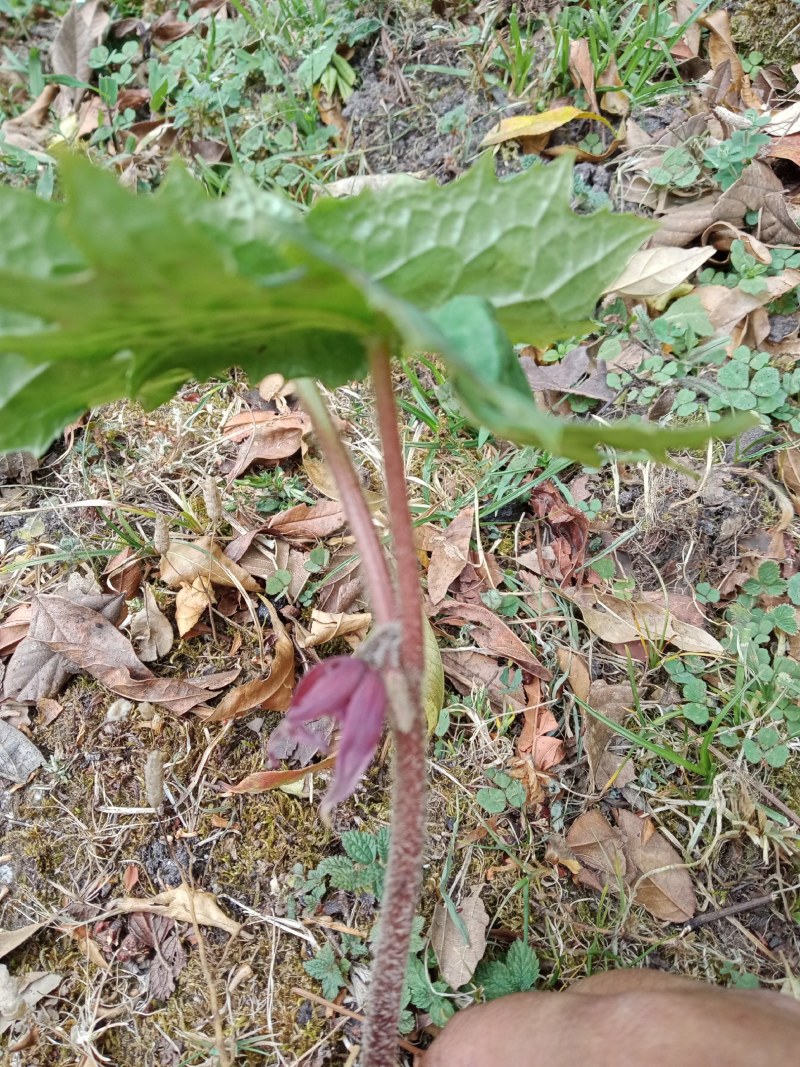 八角莲鲜货，花叶八角莲鲜货，只做鲜货，数量不多