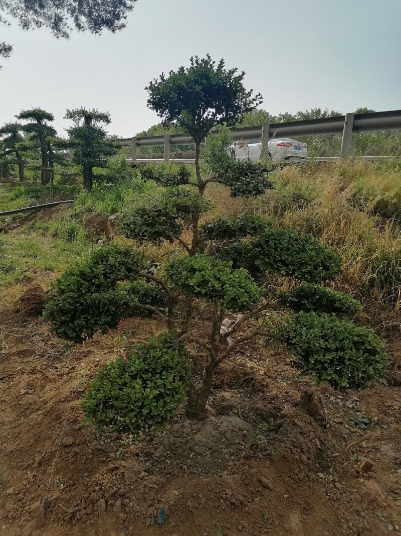 黄杨，造型黄杨树，精品造型小叶黄杨价格，青藤农业