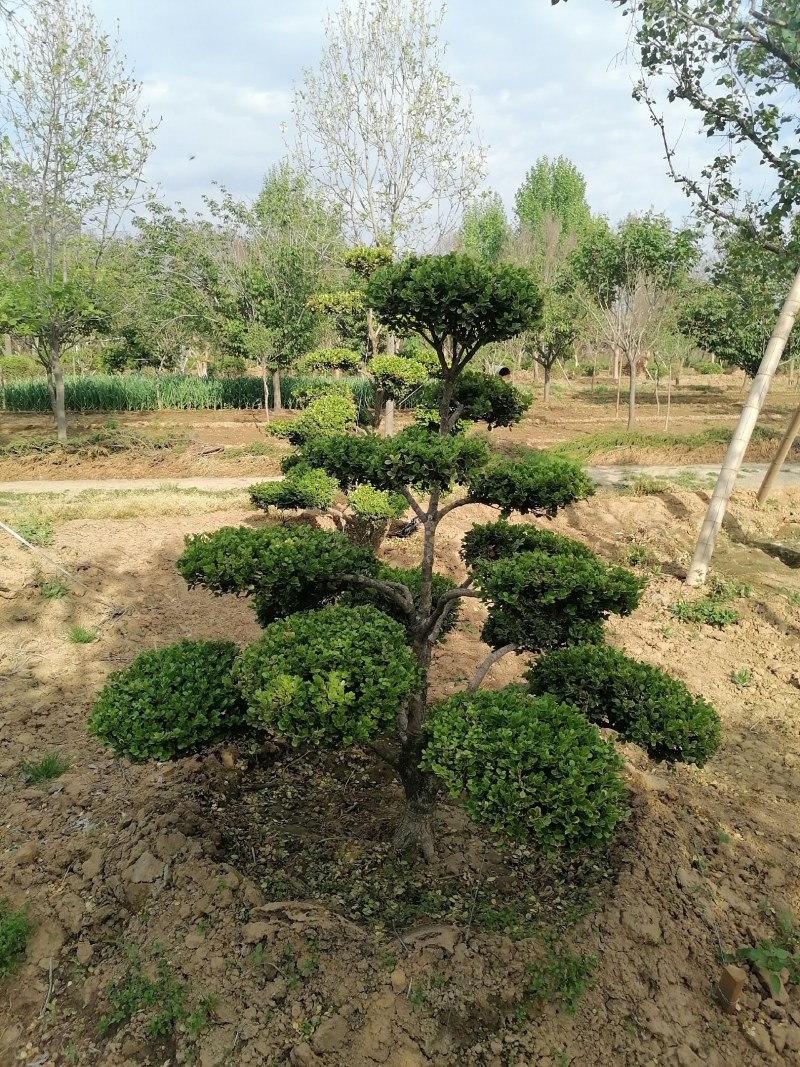 黄杨，造型黄杨树，精品造型小叶黄杨价格，青藤农业