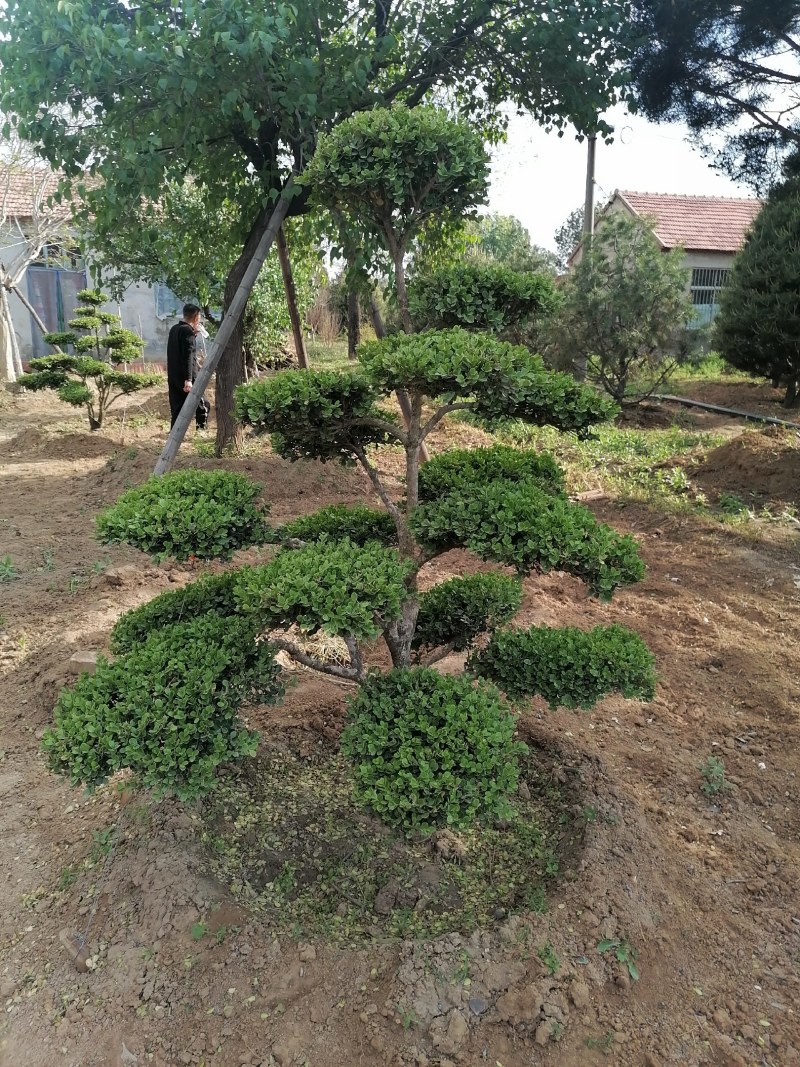 黄杨，造型黄杨树，精品造型小叶黄杨价格，青藤农业