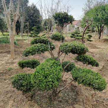 黄杨，造型黄杨树，精品造型小叶黄杨价格，青藤农业