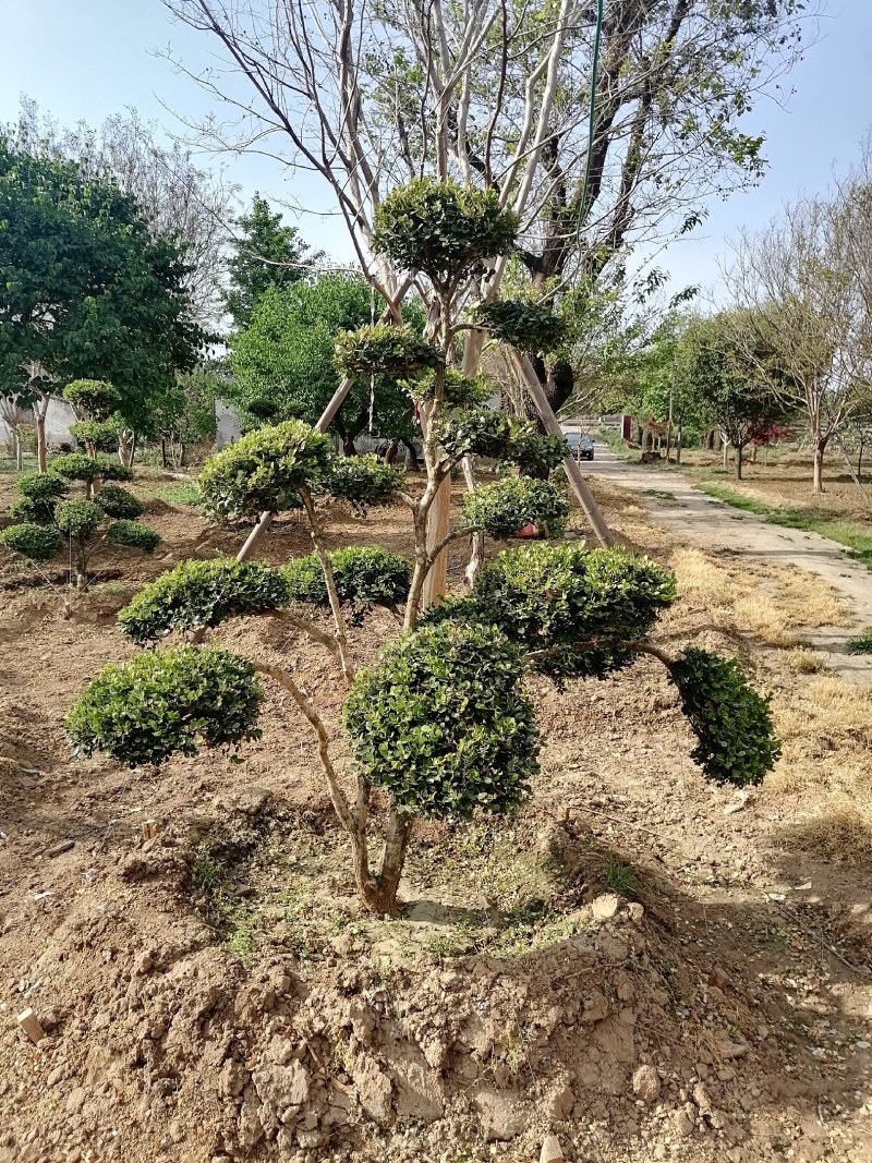 黄杨，造型黄杨树，精品造型小叶黄杨价格，青藤农业