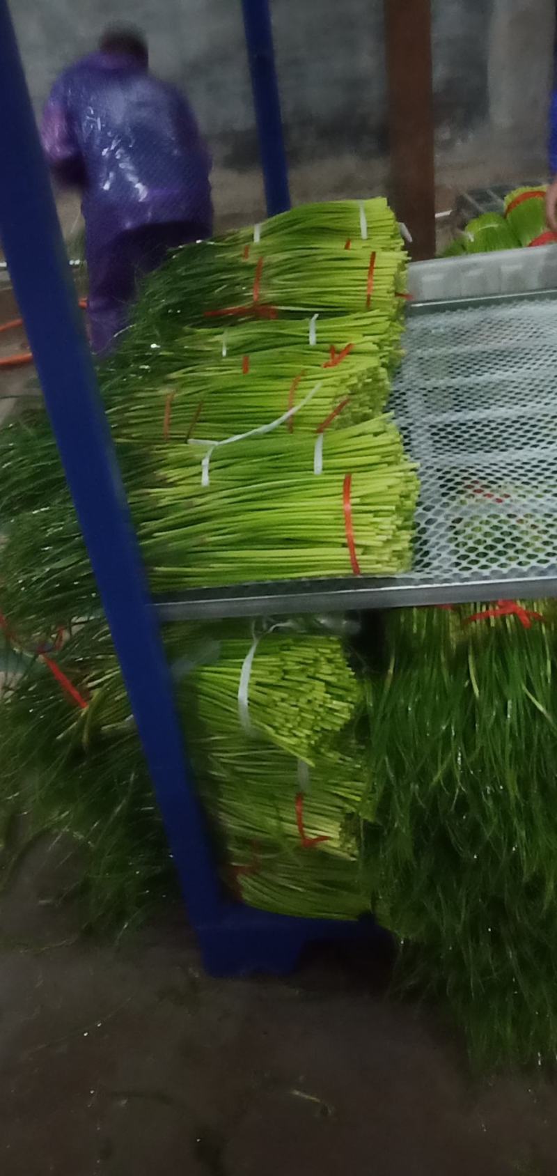 冷库蒜苔大量出库，发往全国各地，欢迎老板来电咨询