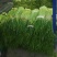 冷库蒜苔大量出库，发往全国各地，欢迎老板来电咨询