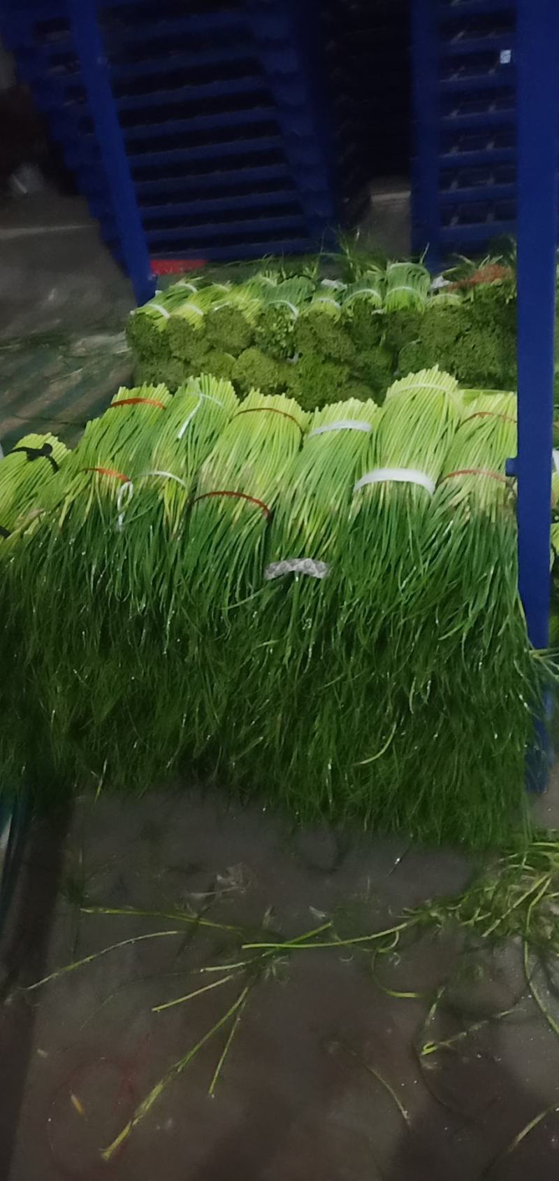 冷库蒜苔大量出库，发往全国各地，欢迎老板来电咨询