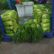 冷库蒜苔大量出库，发往全国各地，欢迎老板来电咨询