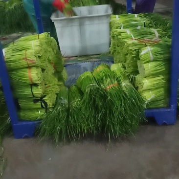 冷库蒜苔大量出库，发往全国各地，欢迎老板来电咨询