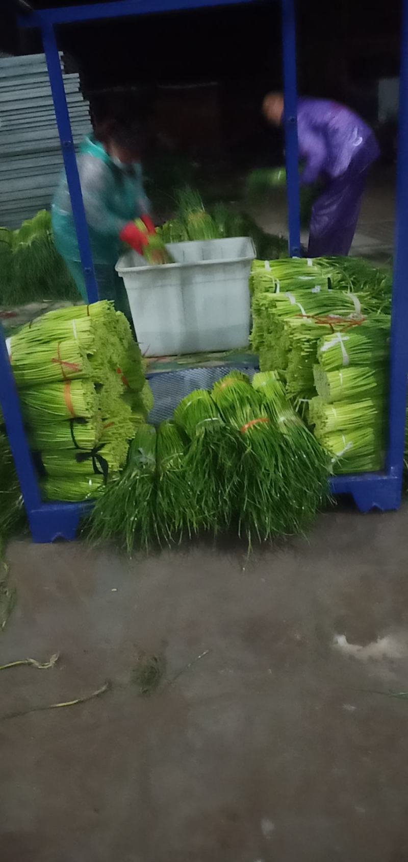 冷库蒜苔大量出库，发往全国各地，欢迎老板来电咨询