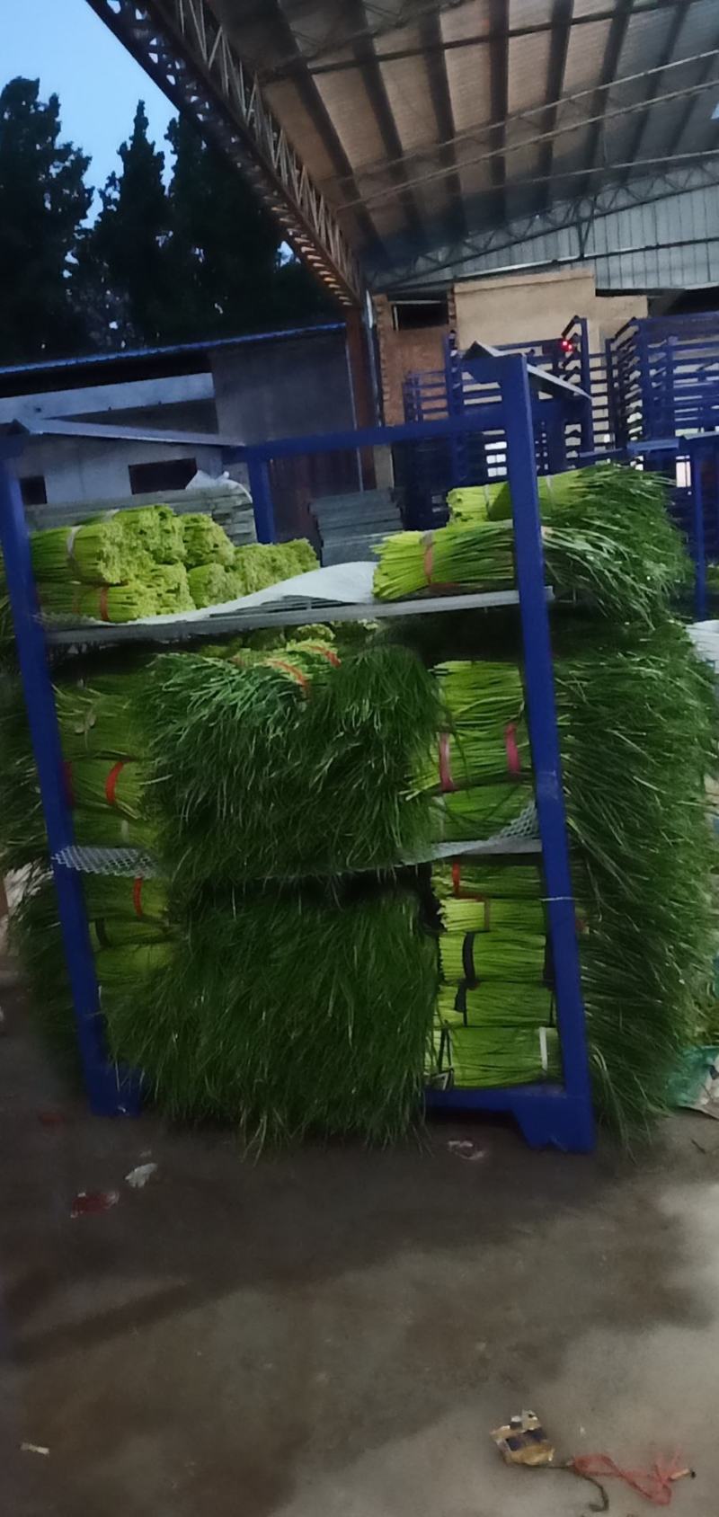 冷库蒜苔大量出库，发往全国各地，欢迎老板来电咨询