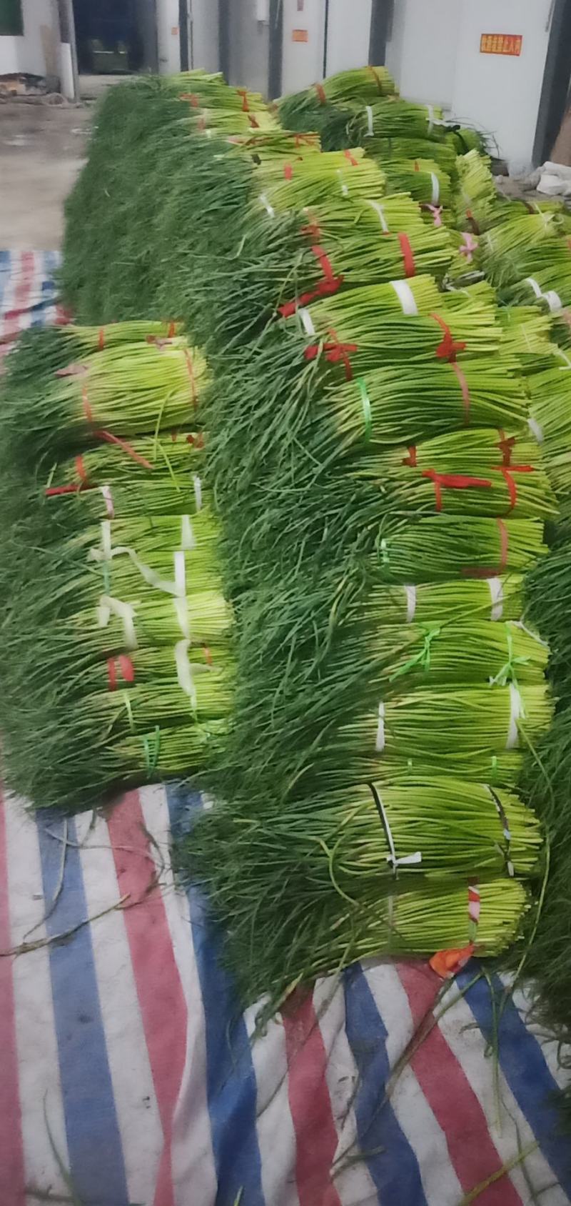 冷库蒜苔大量出库，发往全国各地，欢迎老板来电咨询