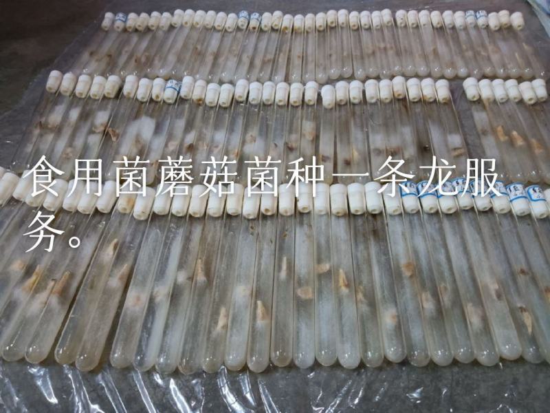 蘑菇试管
