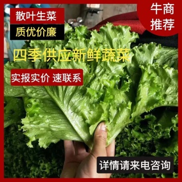 【精品】河北优质散叶生菜，意大利生菜，球生菜，品质优价低