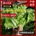【精品】河北优质散叶生菜，意大利生菜，球生菜，品质优价低