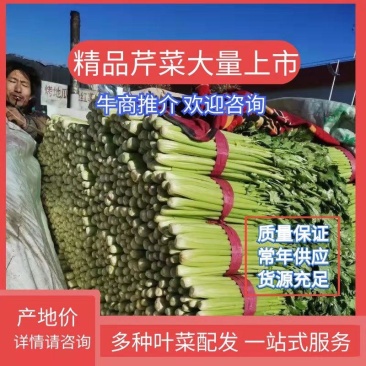 【优质】河北精品芹菜大量上市！粗细均有不空杆颜色绿！