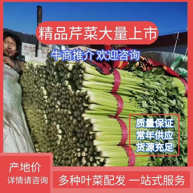 【优质】河北精品芹菜大量上市！粗细均有不空杆颜色绿！