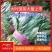 菠菜河北菠菜大量上市品质保证货源充足欢迎来电采购