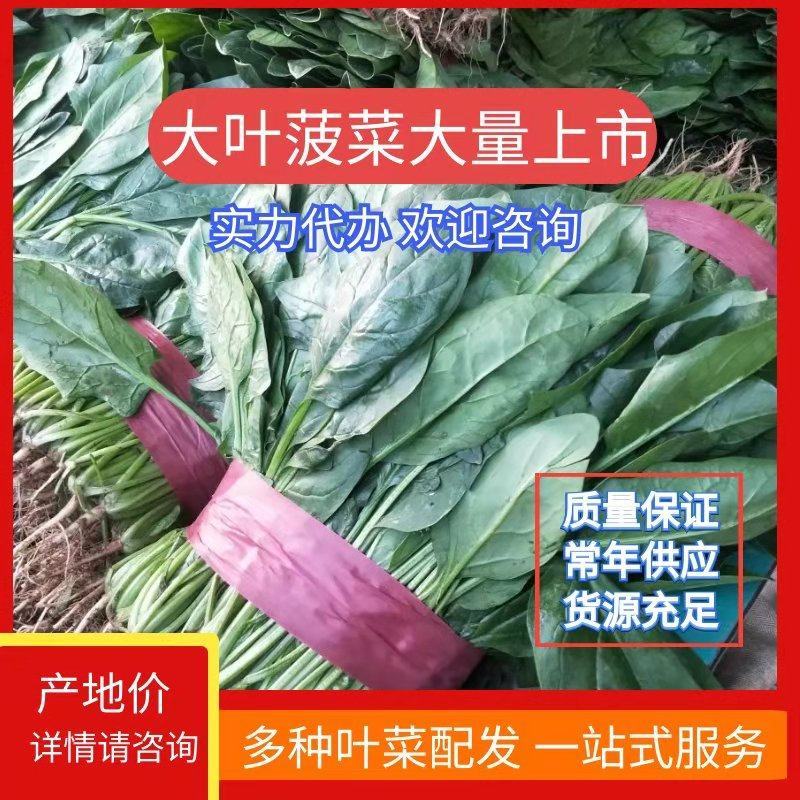 菠菜河北菠菜大量上市品质保证货源充足欢迎来电采购