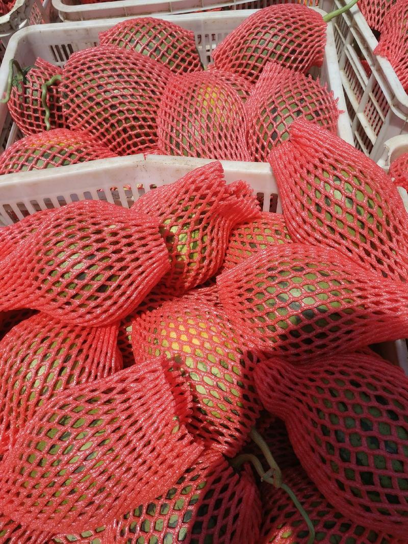 精品早春红玉西瓜，全美2k西瓜，货源充足，诚信代发