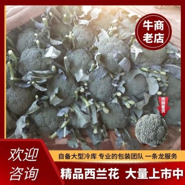 河北西蓝花上市品种优质花型漂亮质量有保证诚信第一