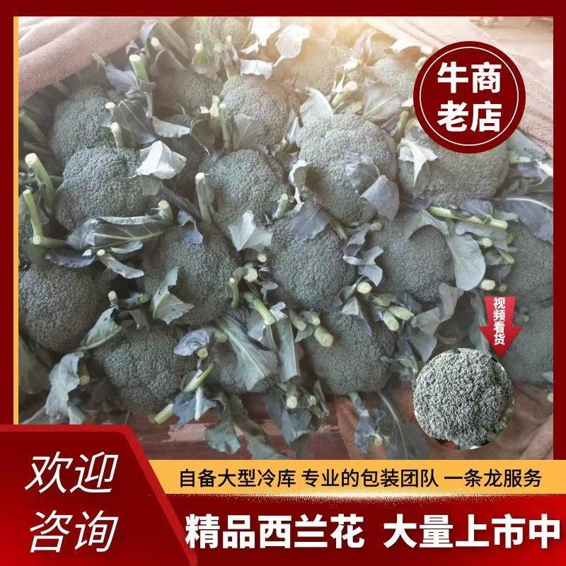 河北西蓝花上市品种优质花型漂亮质量有保证诚信第一