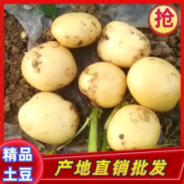 土豆黄心土豆中薯5号市场货加工厂货大量现货供应
