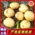土豆黄心土豆中薯5号市场货加工厂货大量现货供应