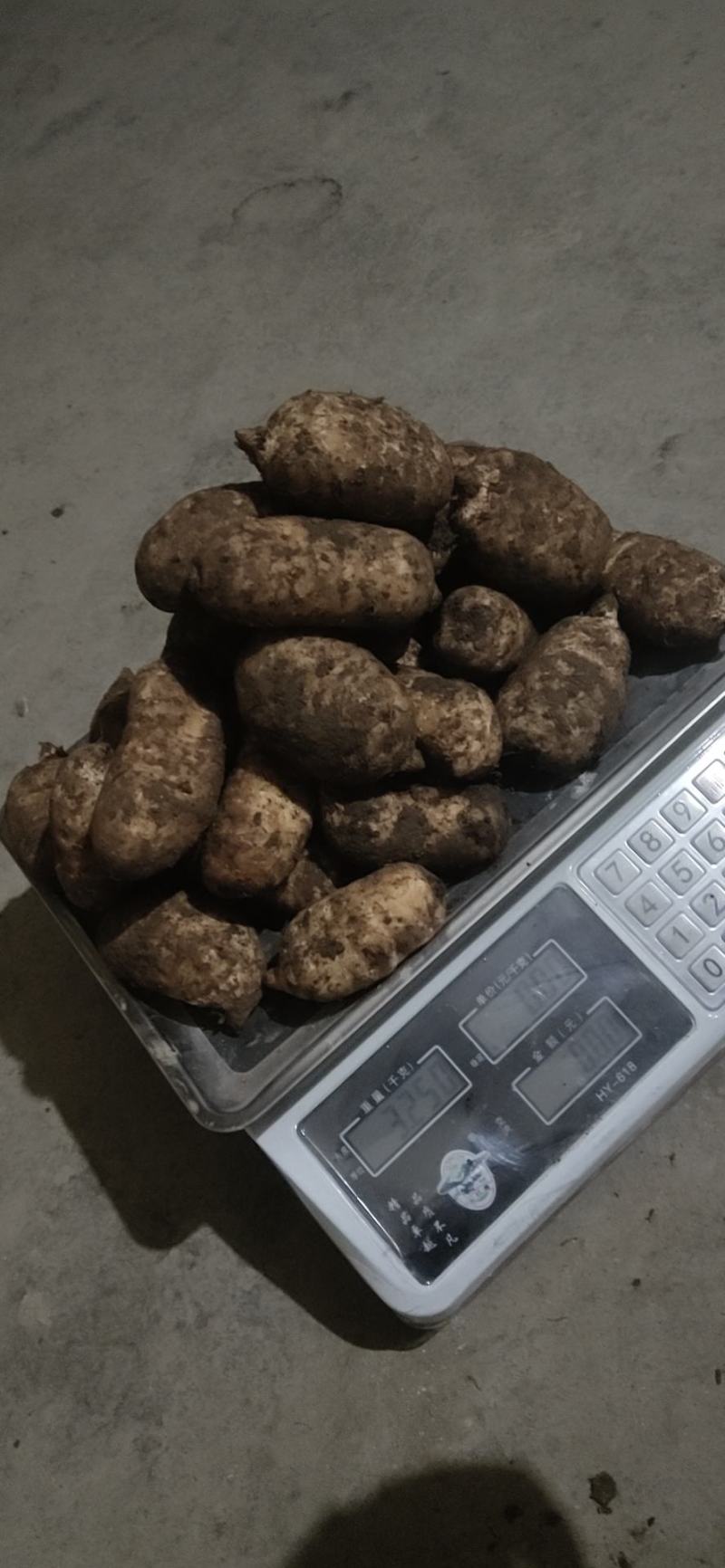 正宗小草坝天麻