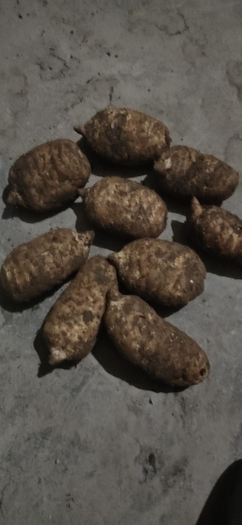 正宗小草坝天麻