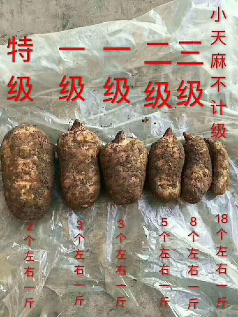 正宗小草坝天麻