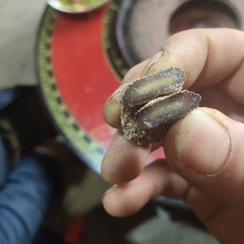 正宗小草坝天麻